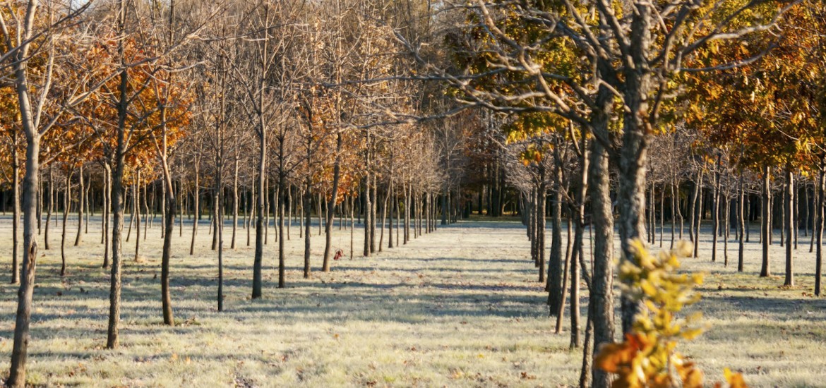 Plantation d’arbres – Enfouibec