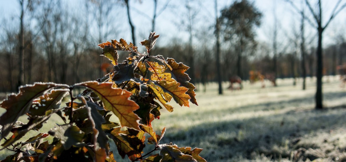 Plantation d’arbres – Enfouibec