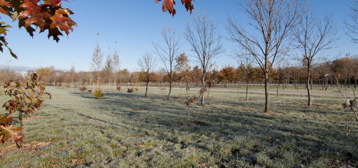 Plantation d’arbres – Enfouibec